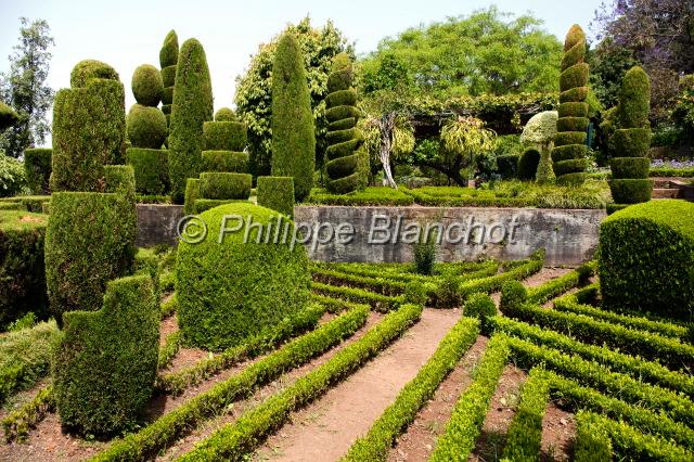 madere 26.JPG - Buis taillés, Jardin botanique Funchal, Madère, Portugal